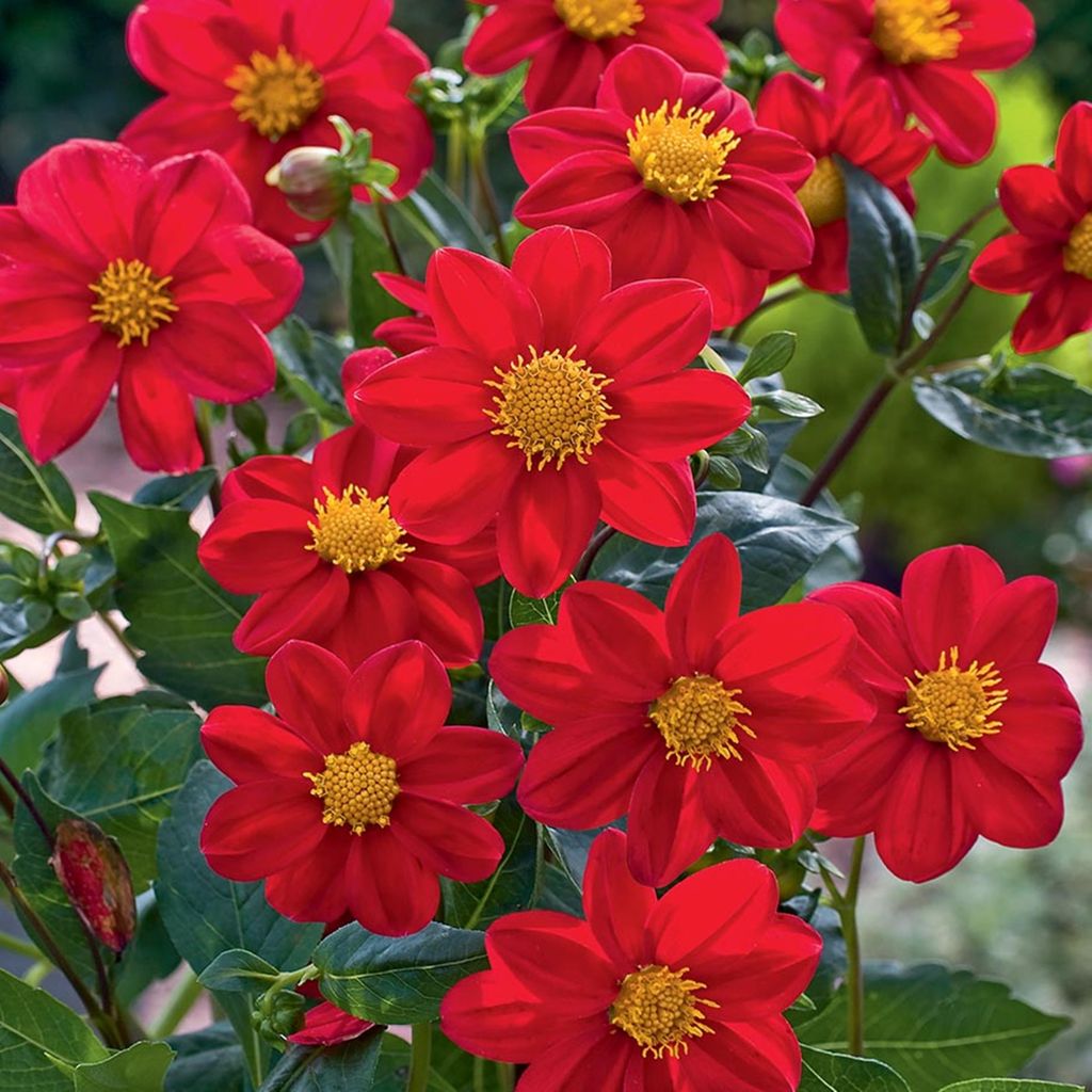 Dahlia Mignon Rouge Red 1 pièce Dahlias plants de dahlias Image du produit 