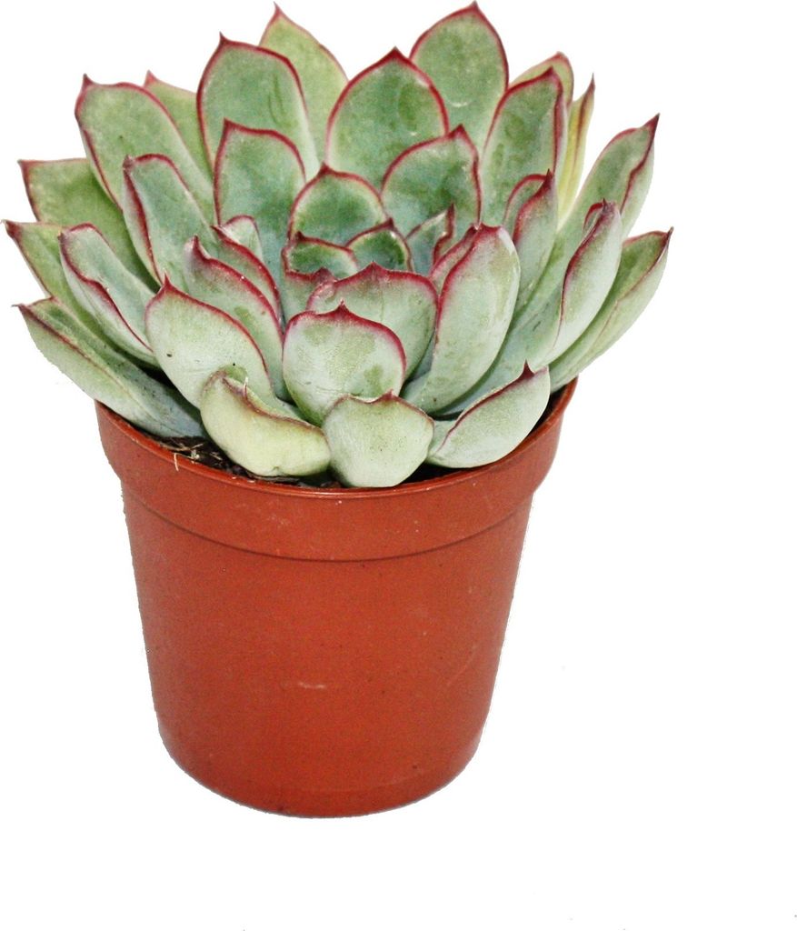Echeveria pulidonis - piantina in vaso da 5,5 cm Immagine del prodotto 