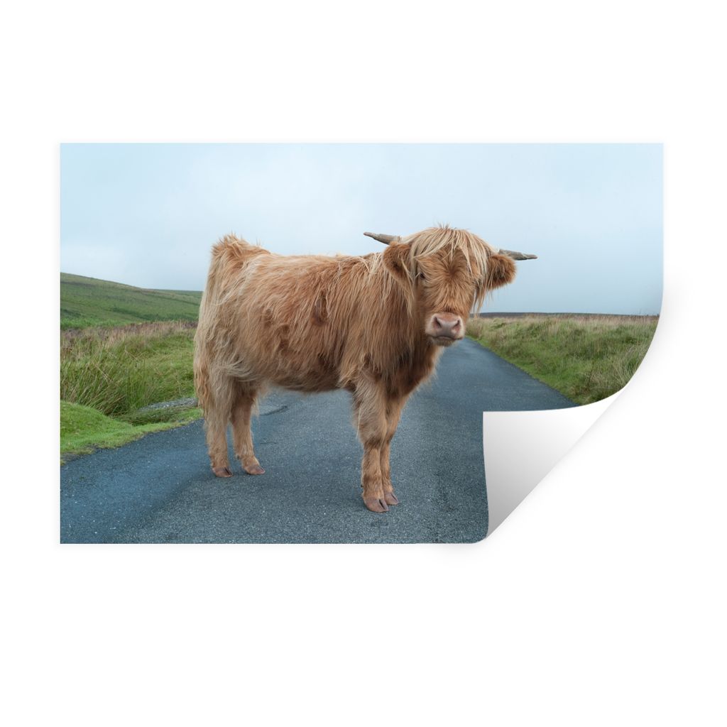 MuchoWow Wandtattoo Wandsticker Wandaufkleber Scottish Highlander - Straße - Gras 30x20 cm Selbstklebend und Repositionierbar - Wierderverwendba...