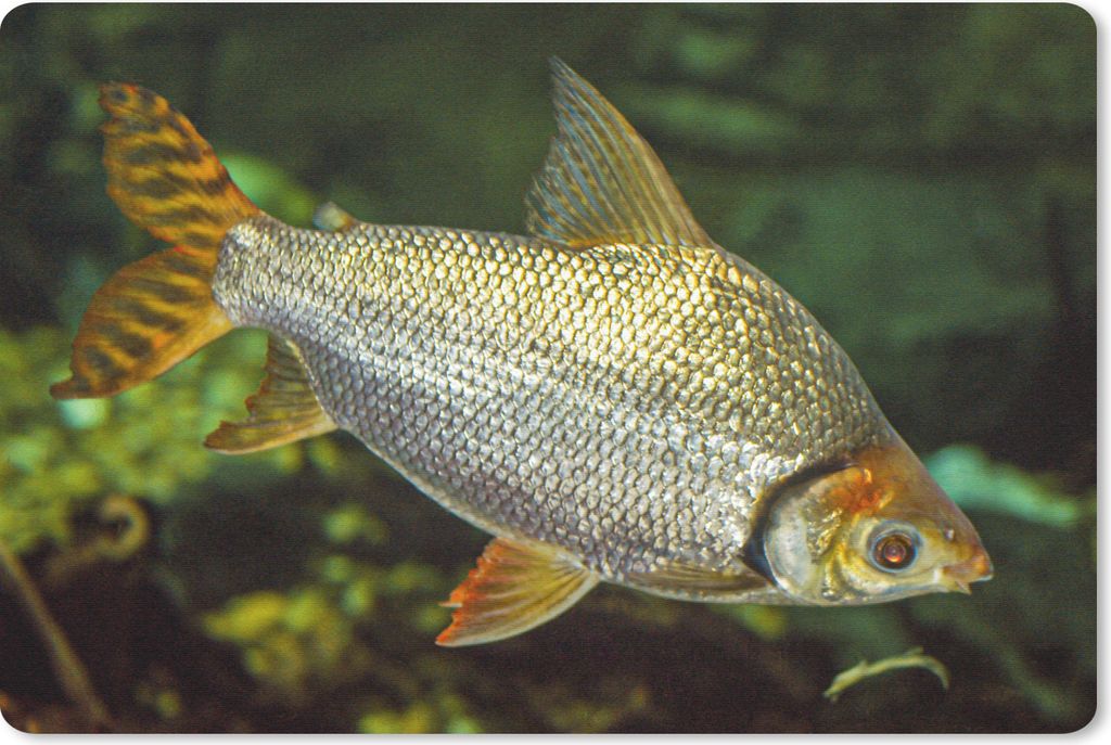 MuchoWow Schreibtischunterlage Fisch - Wasser - Pflanze 60x40 cm - XXL Mauspad - Großes Mauspad