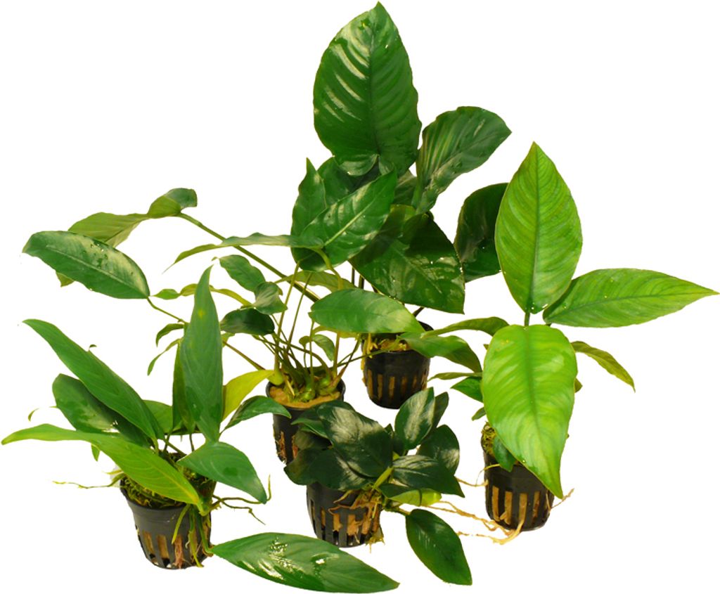 10 Töpfe Speerblatt gemixt (Anubias) - Sonderangebot