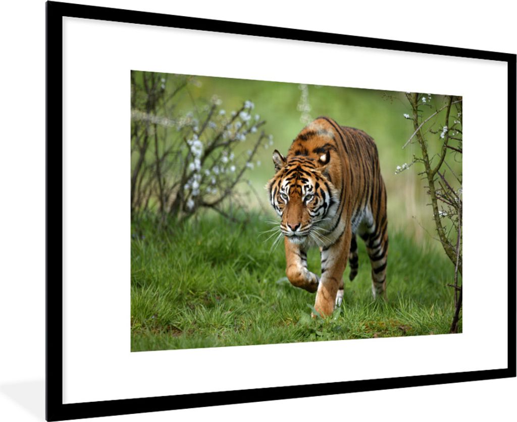 MuchoWow Gerahmtes Poster Nahaufnahme eines Sumatra-Tigers 90x60 cm - Poster mit Schwarzem Bilderrahmen Wandposter Rahmen Foto Bilder - Wanddekor...