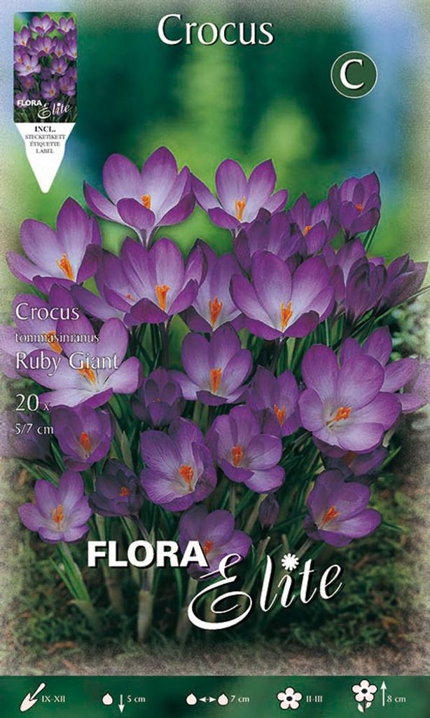 Krokus Ruby Giant (15 Stück) | Krokuszwiebeln von Flora Elite
