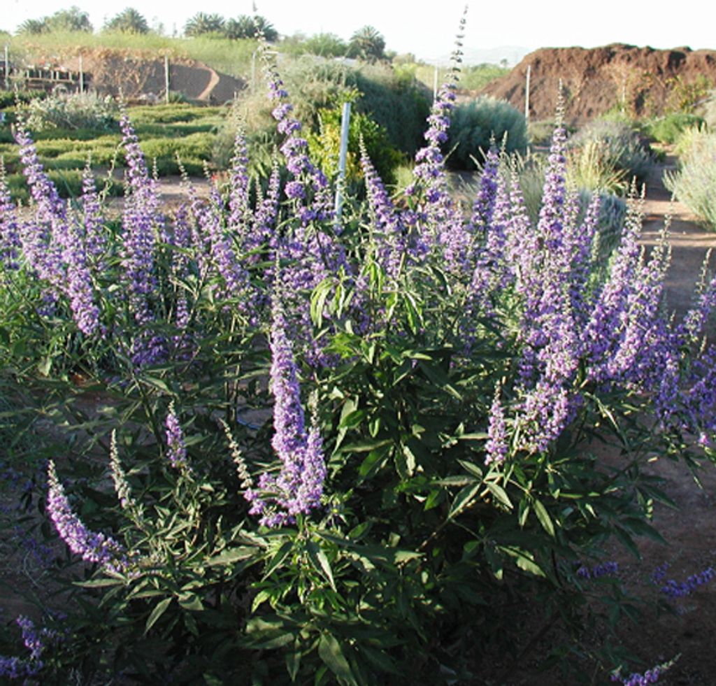 2 piante di Agnus castus (Mönchspfeffer) | Altezza: 30-40 Immagine del prodotto 