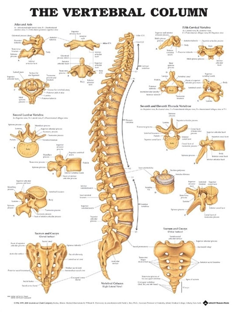 Tbd: VERTEBRAL COLUMN PU