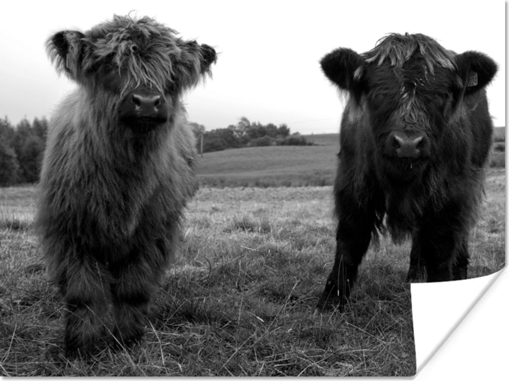 MuchoWow Poster Schottische Highlander - Kühe - Natur - Grün - Gras 80x60 cm - Kunst für zu Hause