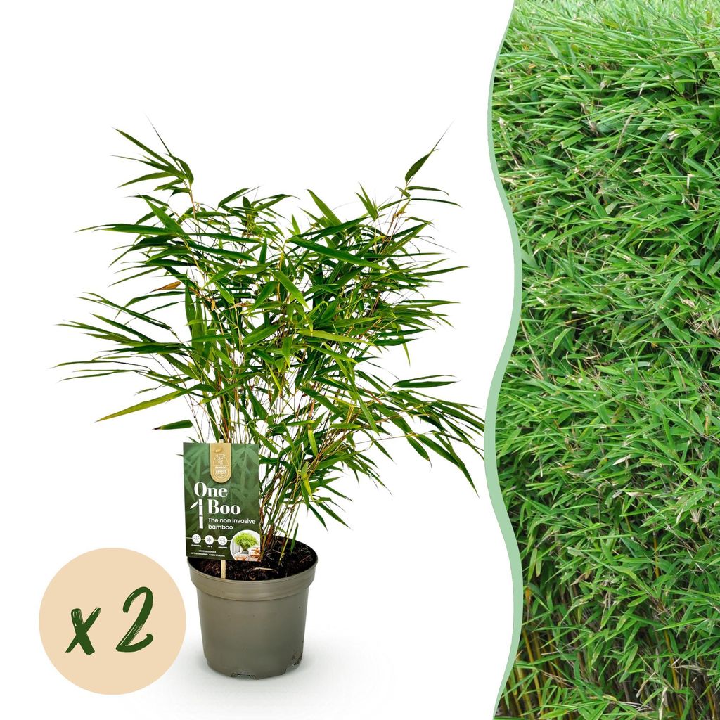 GreenboutiQ - Bambus - Fargesia rufa - Grün - 2 Pflanzen - Immergrün - Nicht Ausbreitend - Topf 17cm Höhe 40cm