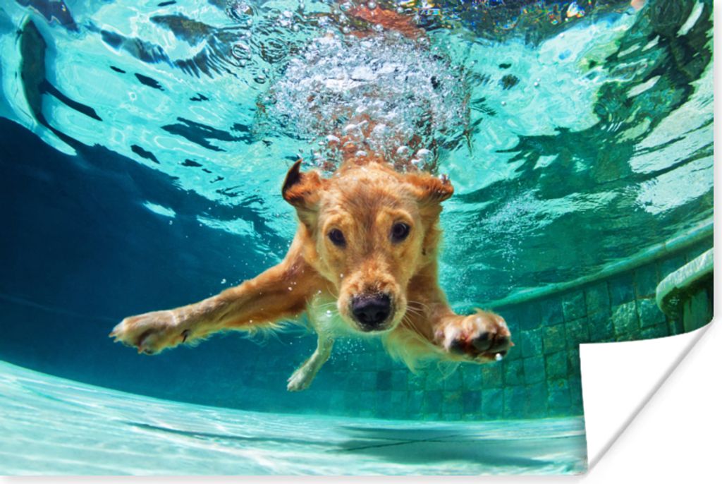 MuchoWow Poster Pool - Hund - Wasser 120x80 cm - Bilder