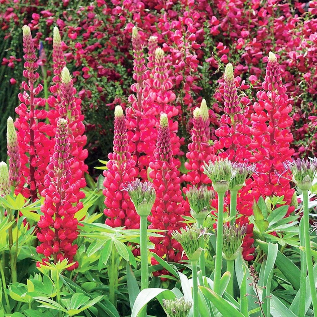 Lupinus mehrjährig Staude Blüten Rhizom Lupinus Lupine rot Produktbild 