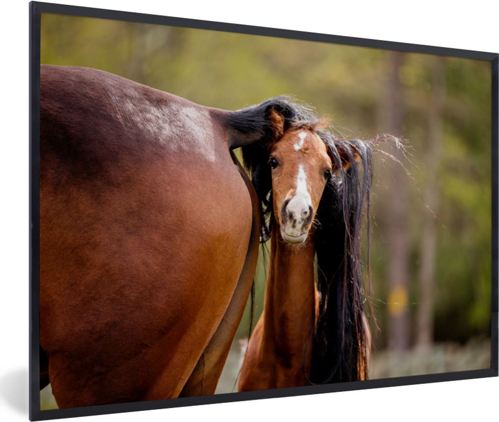 MuchoWow MuchoWow Gerahmtes Poster Pferde - Natur - Braun 90x60 cm - Poster mit zchwarzem Bilderrahmen - Fotorahmen - Foto-Plakat