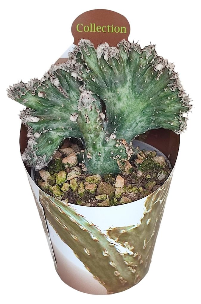 Monvillea spegazzini monstr. christat - seltene Christatform - Rarität - 6,5cm Topf - 15cm hoch