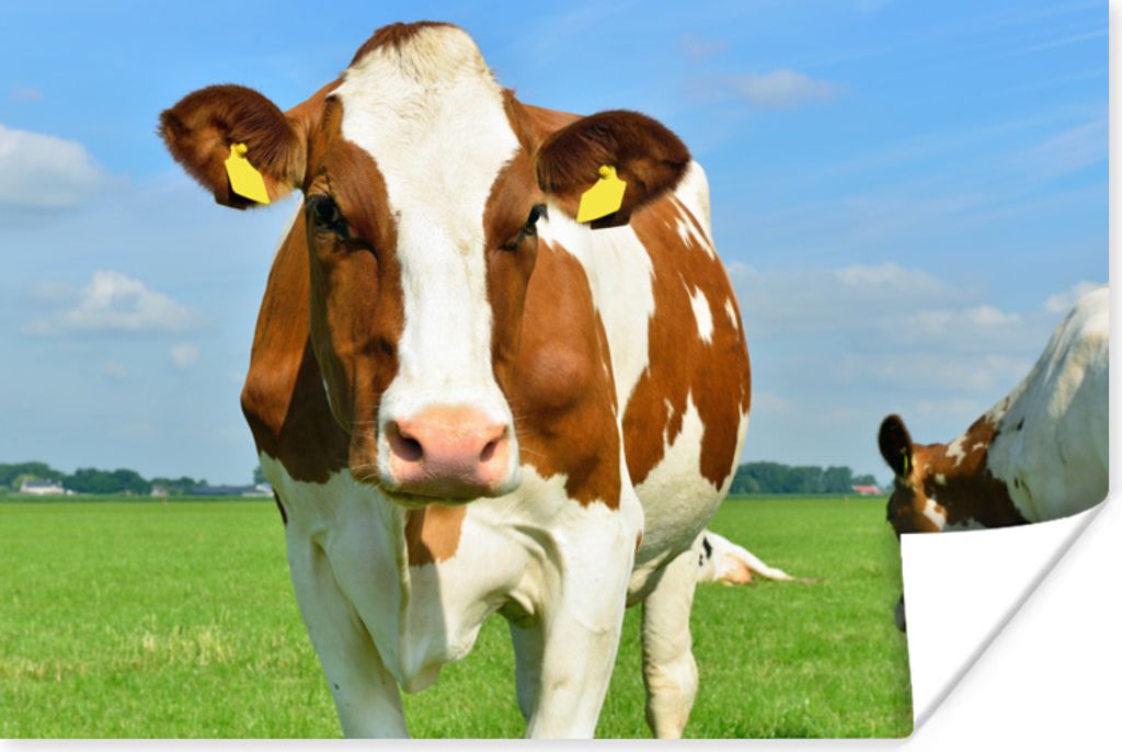 MuchoWow Poster Porträt - Kuh - Braun 180x120 cm - Fotoplakat