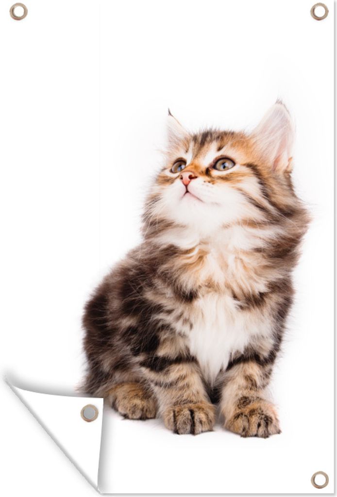 MuchoWow 80x120 cm Outdoor-Poster Gartendeko Sichtschutz Garten Poster für den Garten Kätzchen schaut vor weißem Hintergrund auf