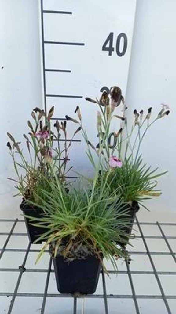 6 x Dianthus allwoodii - Oeillets vivaces en pots de 9x9 cm pour jardin