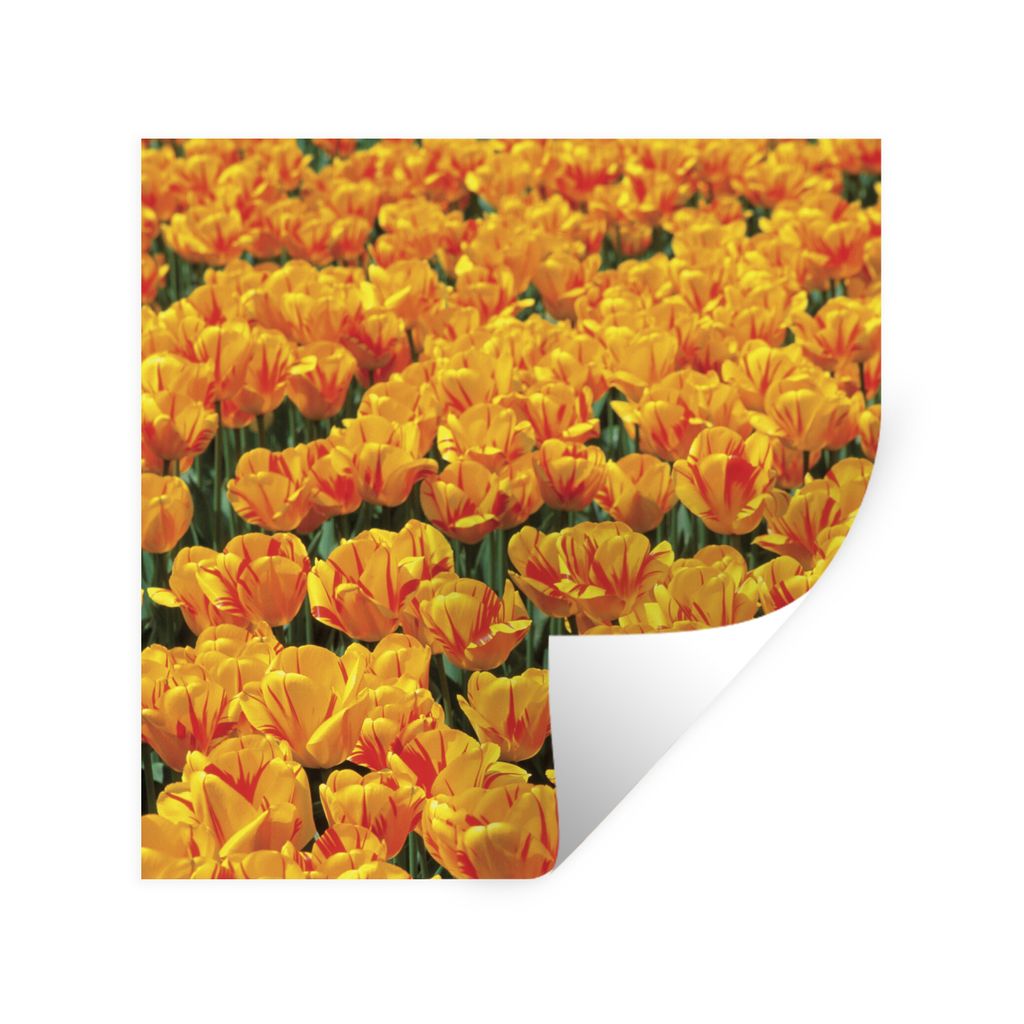 MuchoWow Wandtattoo Wandsticker Wandaufkleber Orangefarbenes Tulpenfeld 100x100 cm Selbstklebend und Repositionierbar - Wierderverwendbar - Selbs...