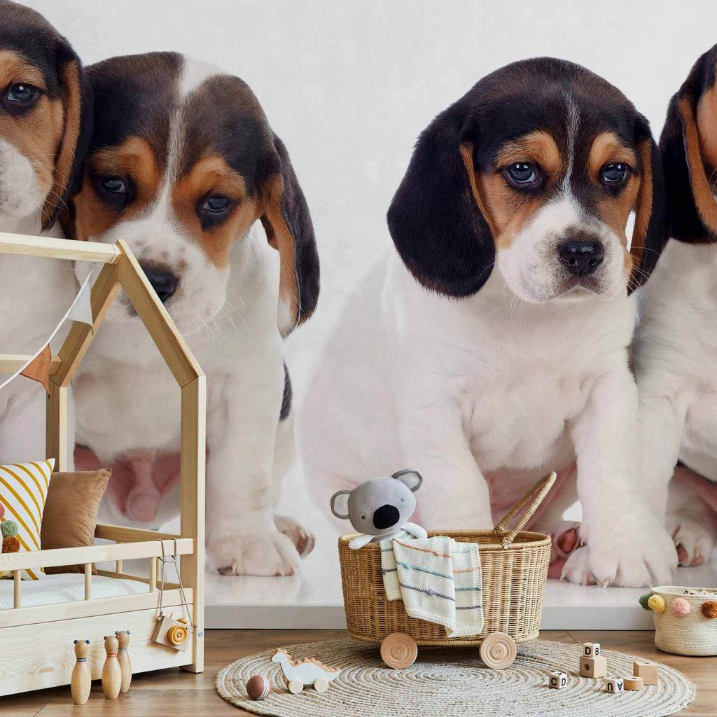 Selbstklebende Folie Fototapete - Sad Puppies 147x105 cm Tiere g-B-0203-a-a