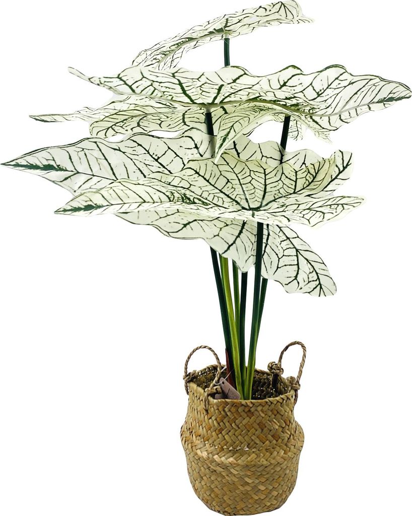 Alokasien, Kunstblume im Korb