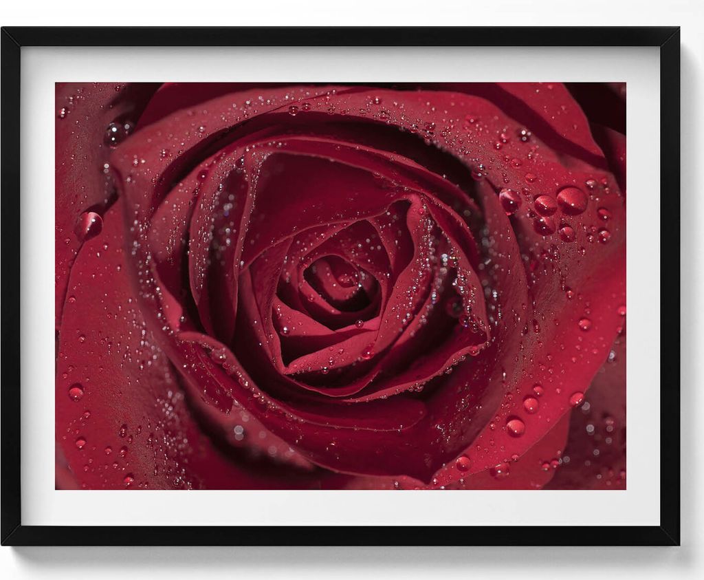 Nahaufnahme einer roten Rose im Tau– Wandbild mit Rahmen – Gerahmtes Bild – Wanddekoration – 80x60 cm – Schwarz Rahmen