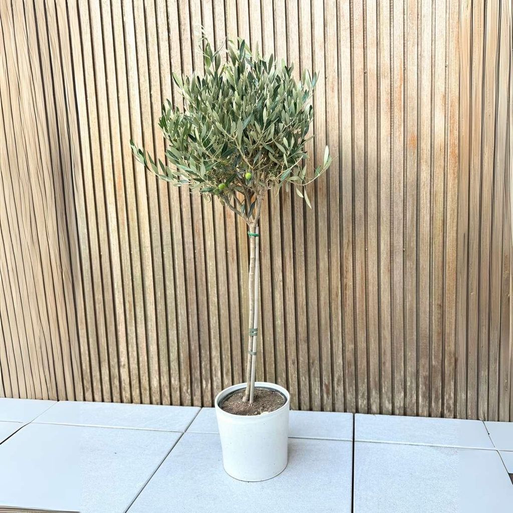Olivenbaum - Olea europaea - Hhe 90-100cm - 21cm