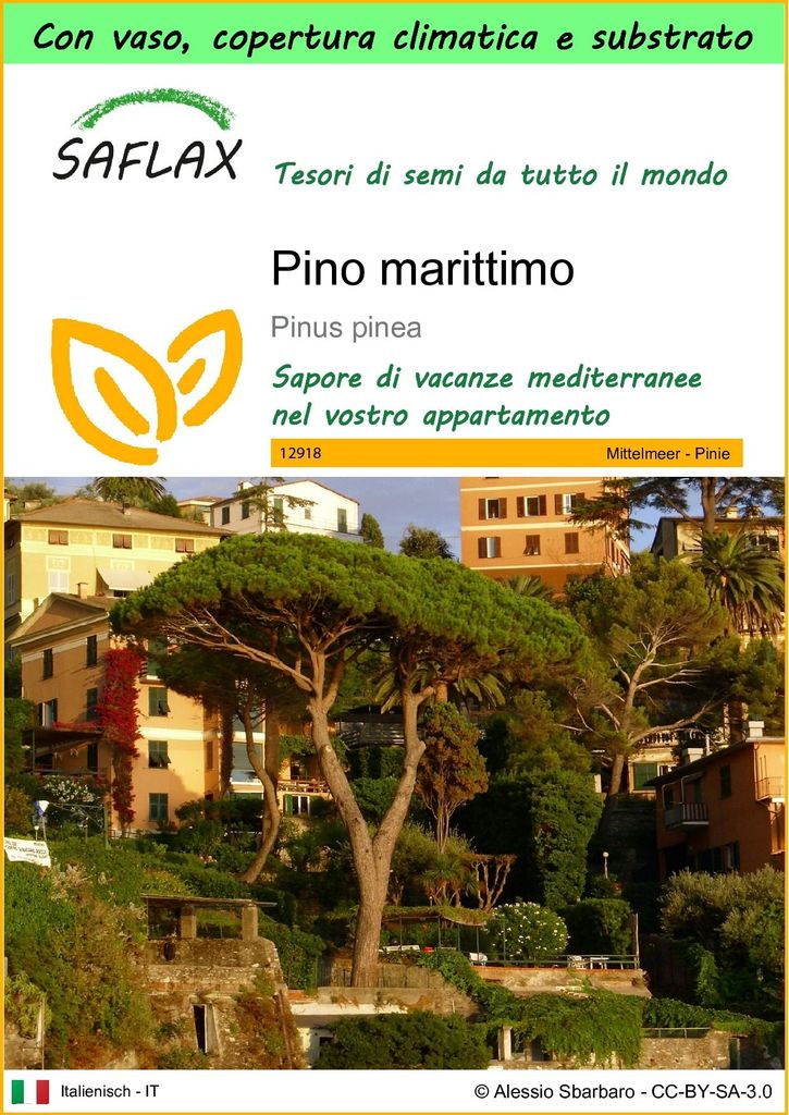 SAFLAX Garden to go - Pino marittimo - 6 semi - Pinus Immagine del prodotto 