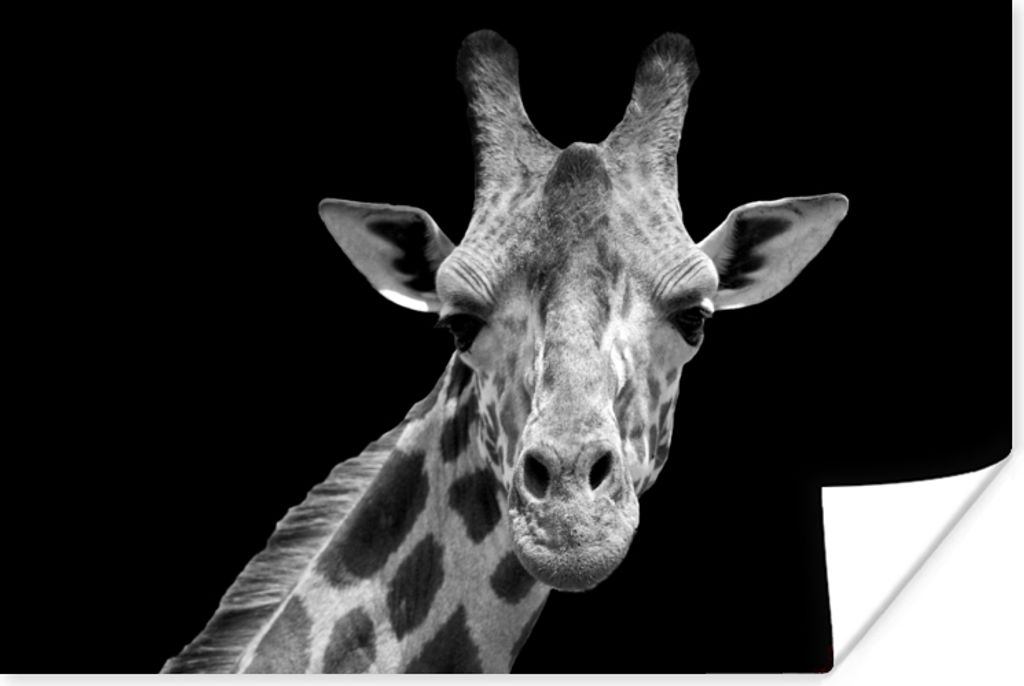 MuchoWow Poster Giraffe - Wildtiere - Schwarz-Weiß - Porträt 180x120 cm - Fotoplakat