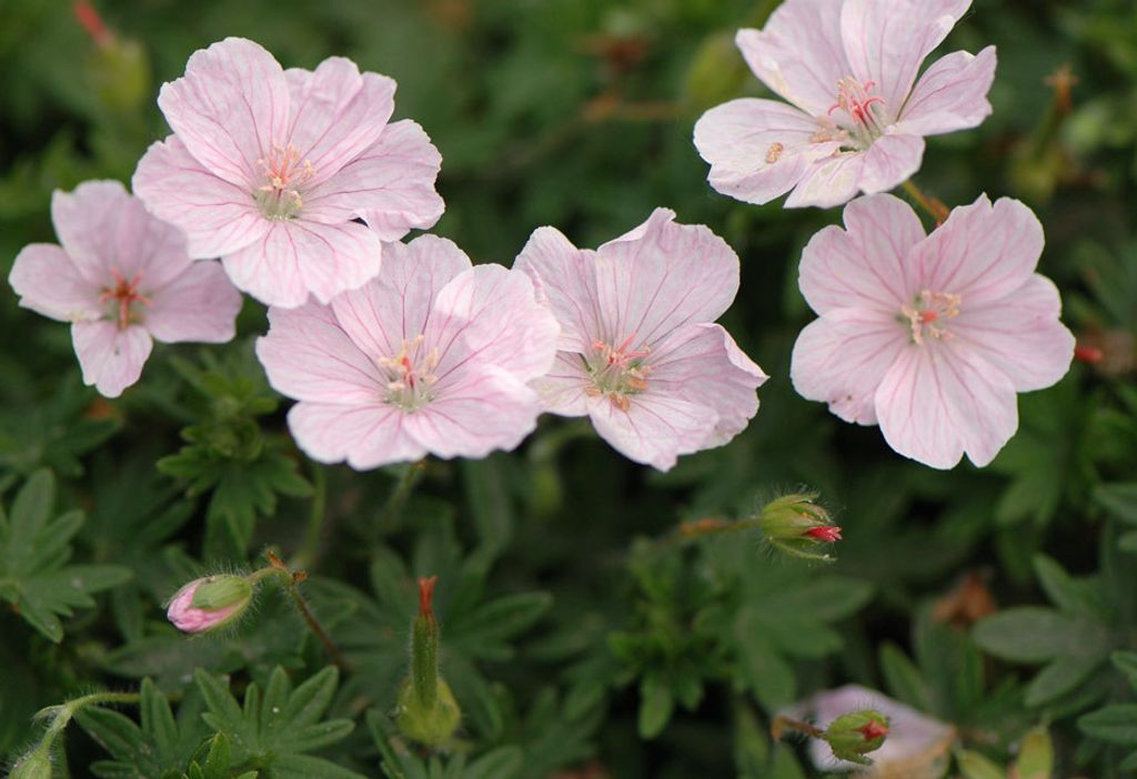 Stauden Gänge 1 x Geranium sanguineum 'Apfelblüte' - Rosa Blut Storchschnabel/Storchenschnabel - Ein Blütentraum in pastellfarbenem Charme