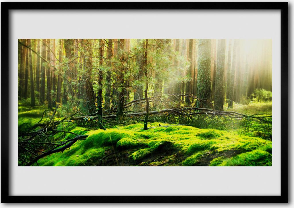 Bild 70x50 MDF-Rahmen Wandkunst Wald Moos Natur