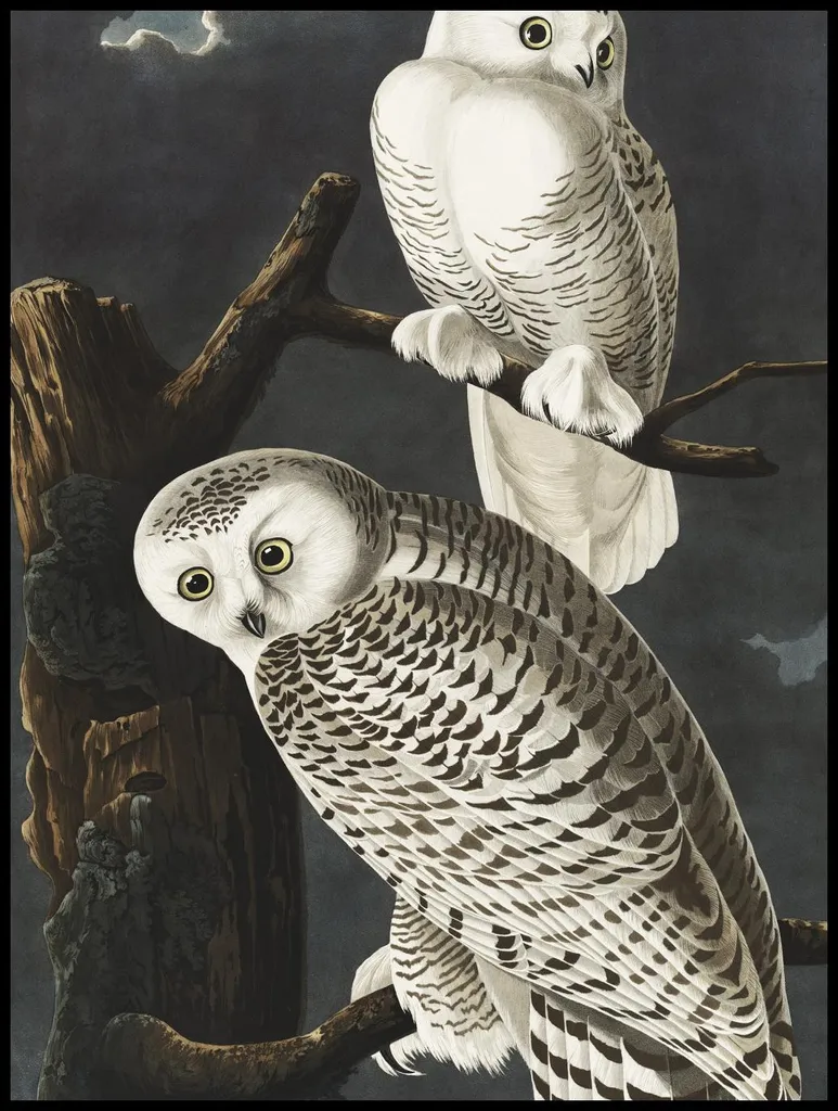Affiche Vintage Chouette des neiges Audubon 75x100 cm Impression Fine