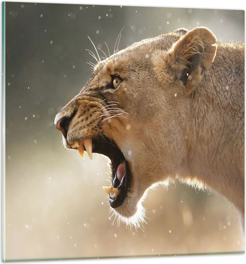 Bilder auf glas - Einteilig - Löwe Löwin Reißzähne - 40x40cm - Glasbilder - Wandbilder - Bilder - zum Aufhängen bereit - Wanddekoration aus Gl...