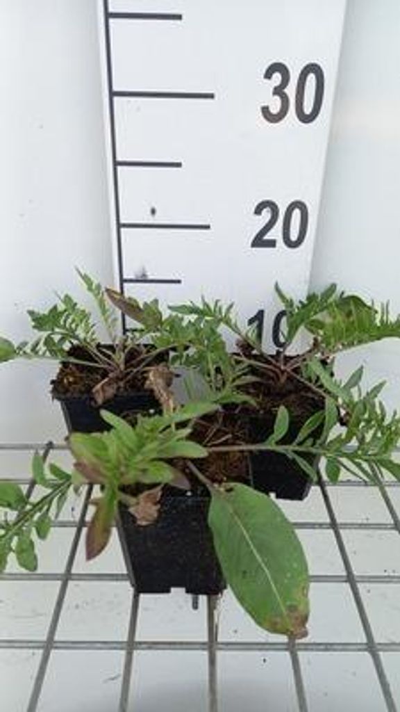 6 x Centaurea atropurpurea - spornblume - Topf 9 x 9 cm