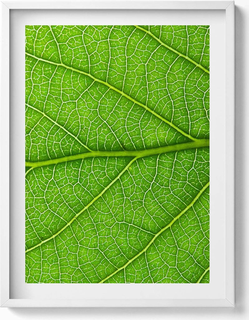Adern eines grünen Blattes– Wandbild mit Rahmen – Gerahmtes Bild – Wanddekoration – 60x80 cm – Weiß Rahmen