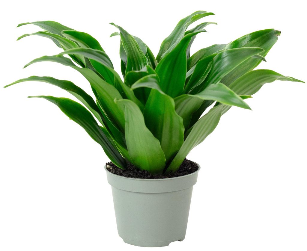 Drachenbaum Janet Craig - pflegeleichte Zimmerpflanze, Dracaena Deremensis Janet Craig - Höhe ca. 15 cm, Topf-Ø 6 cm
