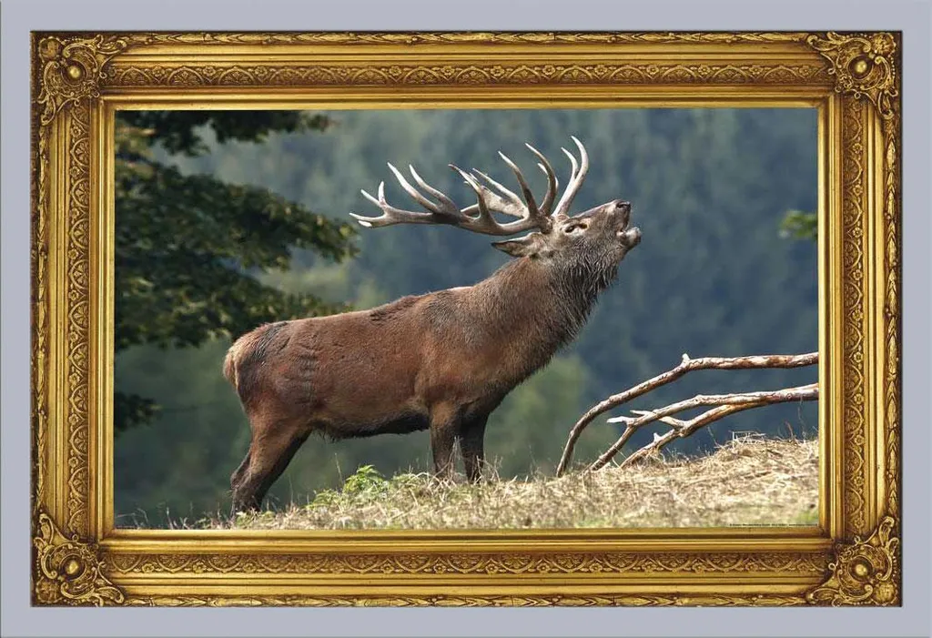 Quadro Cervo Ruggente 61x91,5 cm Cornice Shinsuke Argento e Acrilico