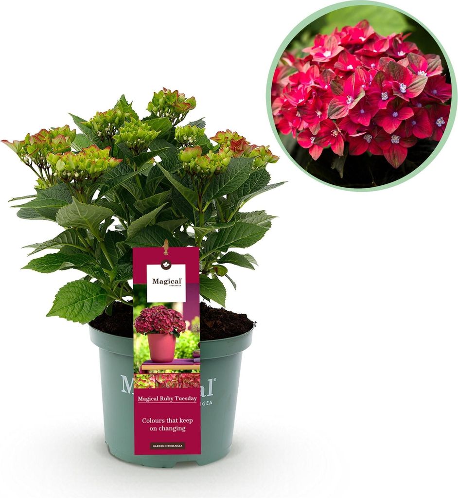 Hortensie Magical Ruby Tuesday & Saphire 2 Pflanzen Ø23cm 55cm Balkon Garten
