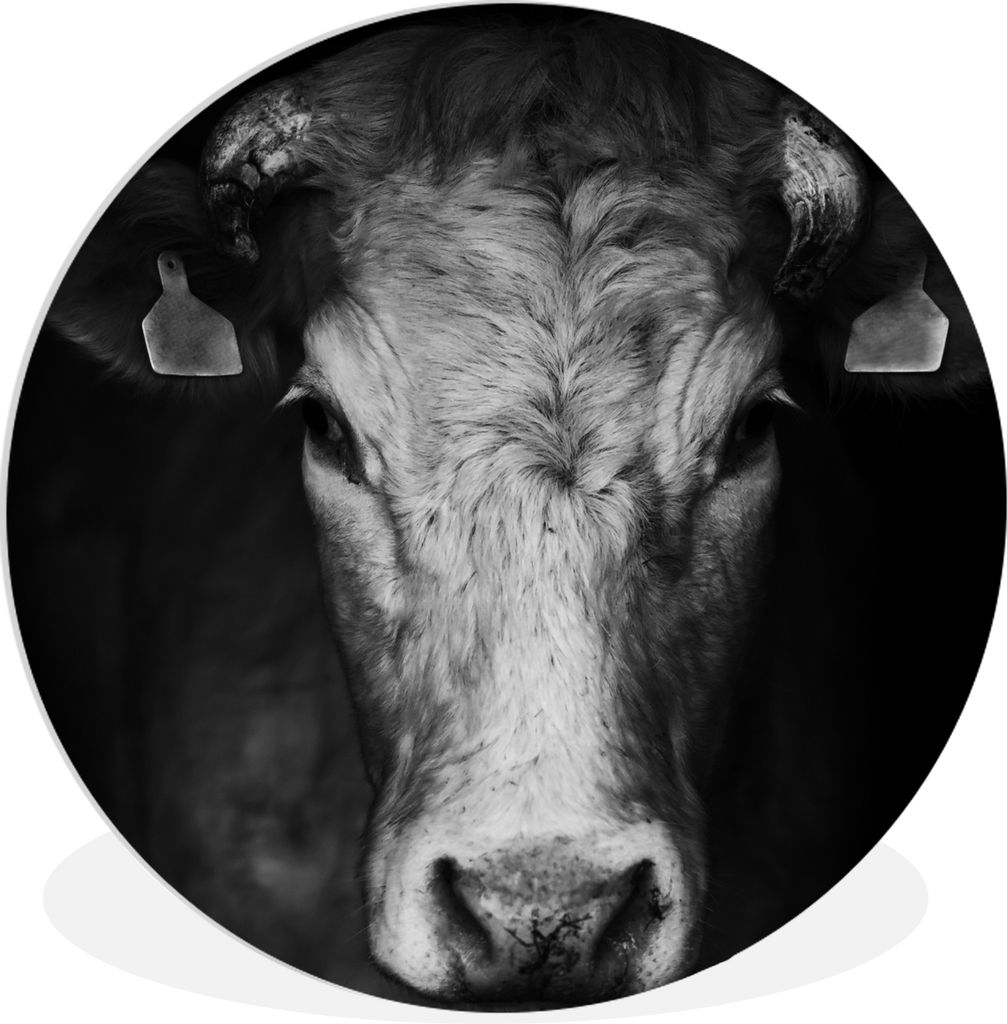 MuchoWow Rundes Wandbild - Runde Bilder Tiere - Kuh - Schwarz - Weiß - Kuhkopf Ø 60 cm Kreis Wanddekoration Kunststoff - Wandkreis - Wandschmuc...