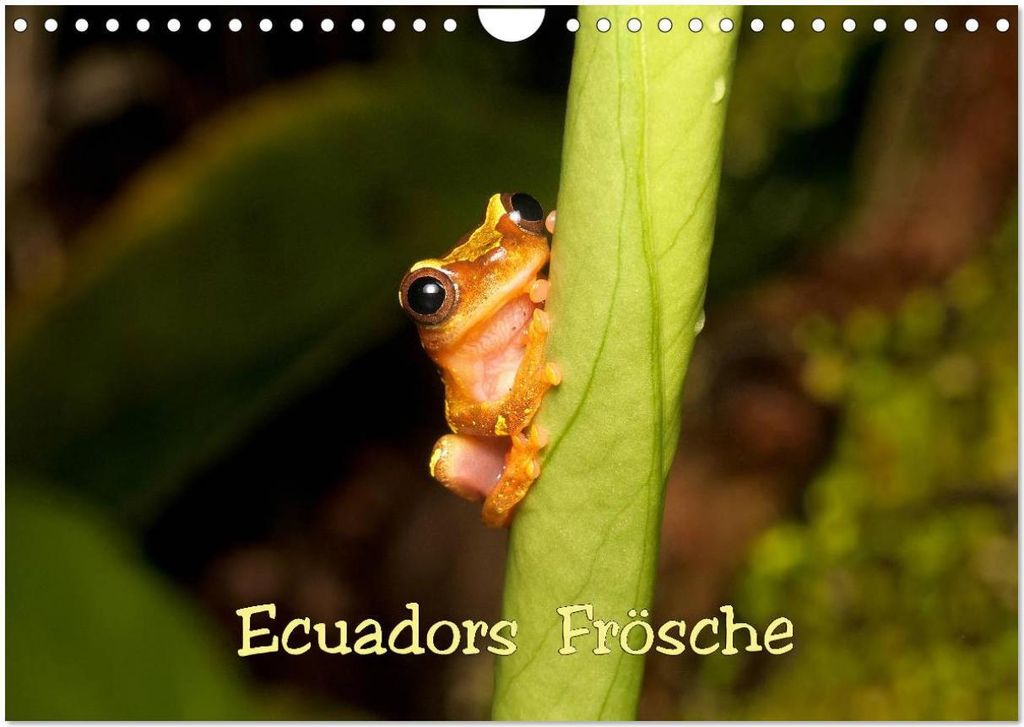 Ecuadors Frösche (Wandkalender 2026 DIN A4 quer), CALVENDO Monatskalender
