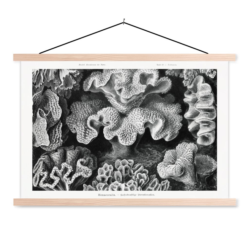 MuchoWow Textilposter Kunst - Koralle - Ernst Haeckel - Alte Meister - Natur 120x80 cm mit holzfarbenen Rahmen - Aufhängeset