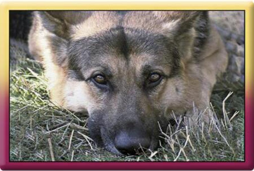 TIERMAGNET - Hunde Schäferhund - Gr. ca. 8 x 5,5 cm - 38476 - Küchenmagnet