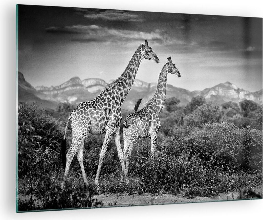 Bilder auf glas - Einteilig - Giraffen Schwarzweiß Fotografie - 70x50cm - Glasbilder - Wandbilder - Bilder - Wanddekoration aus Glas - Glas Bilder...
