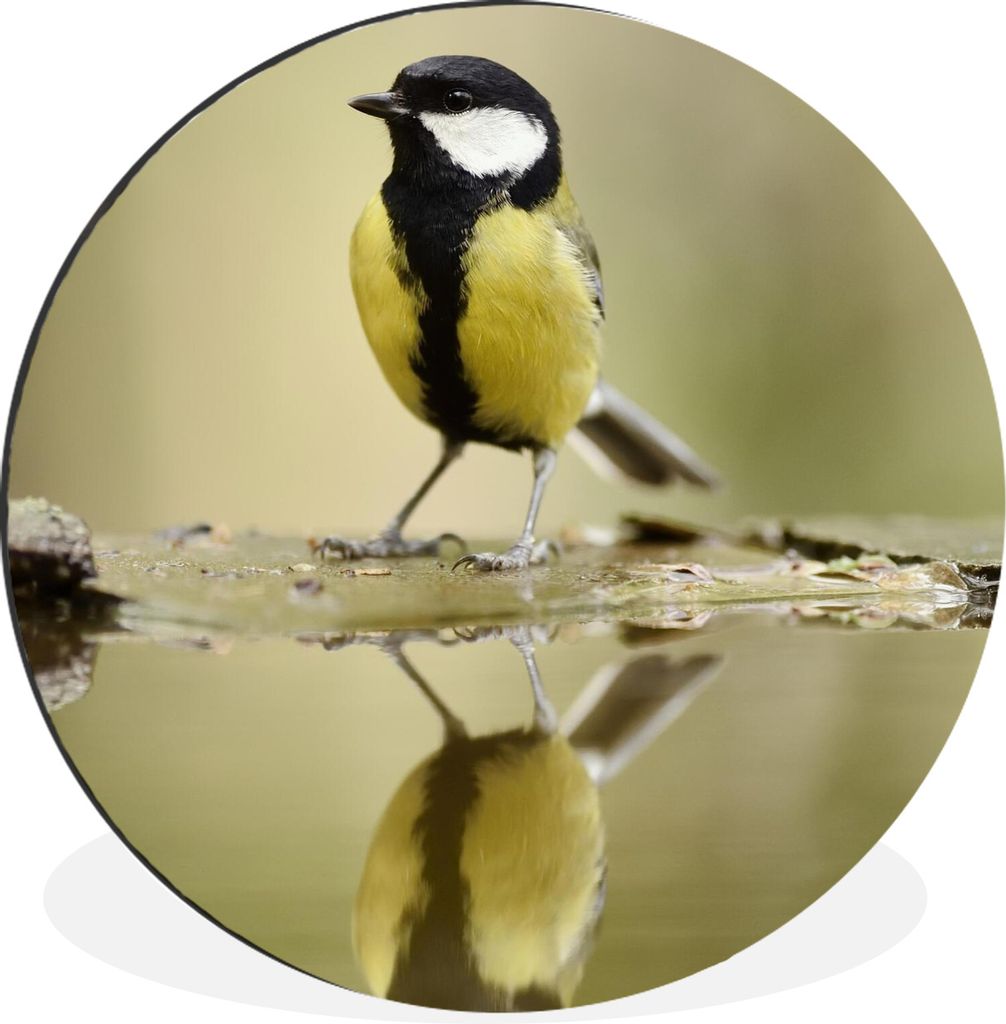 MuchoWow Aluminium Wandkreis Große Meise spiegelt sich im Wasser Ø 60 cm Wanddeko Modern Wohnzimmer - Wand Kreis - Wandbild - Schlafzimmer - Al...