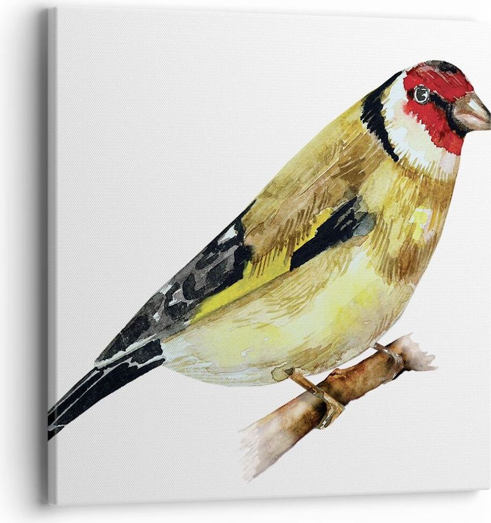 Bild auf Leinwand - Leinwandbild - Einteilig - Stieglitz Vogel Aquarell - 40x40cm - Wand Bild - Wanddeko - Wandbilder - Leinwanddruck - Bilder - Wa...