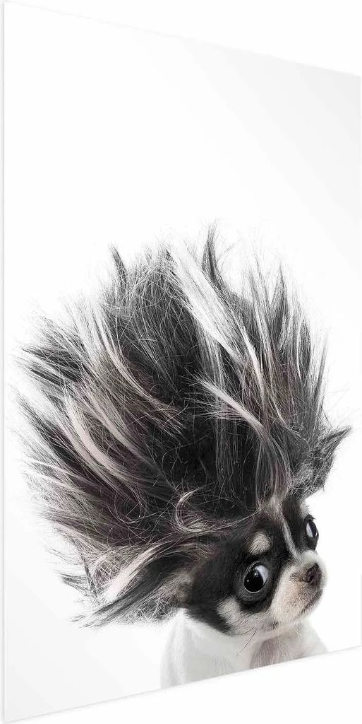 Posterpapier Poster - Chihuahua 40x60 cm Für Kinder g-B-0099-ao-a