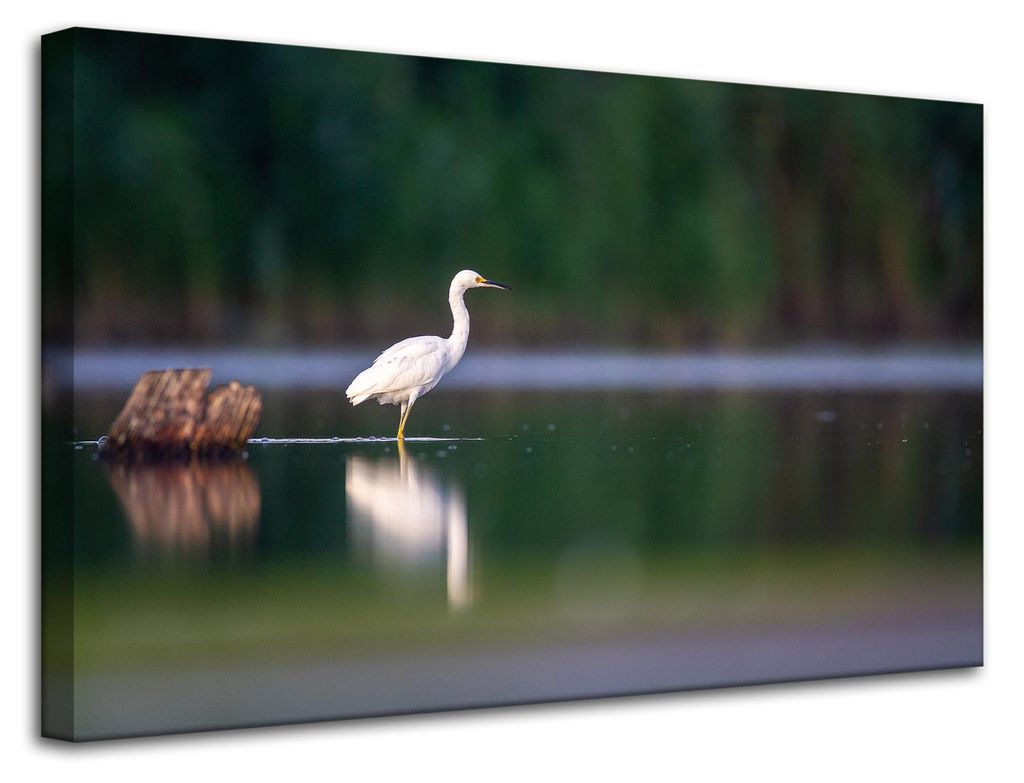Leinwanddruck Tiere Weißer Reiher 80x50 cm
