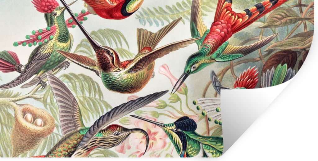 MuchoWow Wandtattoo Wandsticker Wandaufkleber Kolibri - Vintage - Ernst Haeckel - Vogel - Kunst - Natur 160x80 cm Selbstklebend und Repositionier...