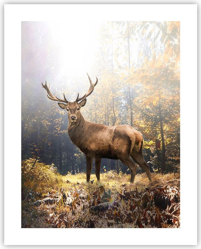 Poster - Poster ohne Rahmen - Licht Hirsch Wald - 40x50 cm - Wand Bild - Wanddeko - Wandbilder - Kunstposter - Wandposter - Bilder - Kunstdruck - W...