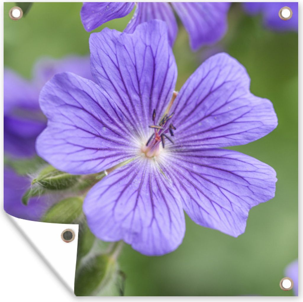 MuchoWow 100x100 cm Outdoor-Poster Gartendeko Sichtschutz Garten Poster für den Garten Violette Geranien in voller Blüte