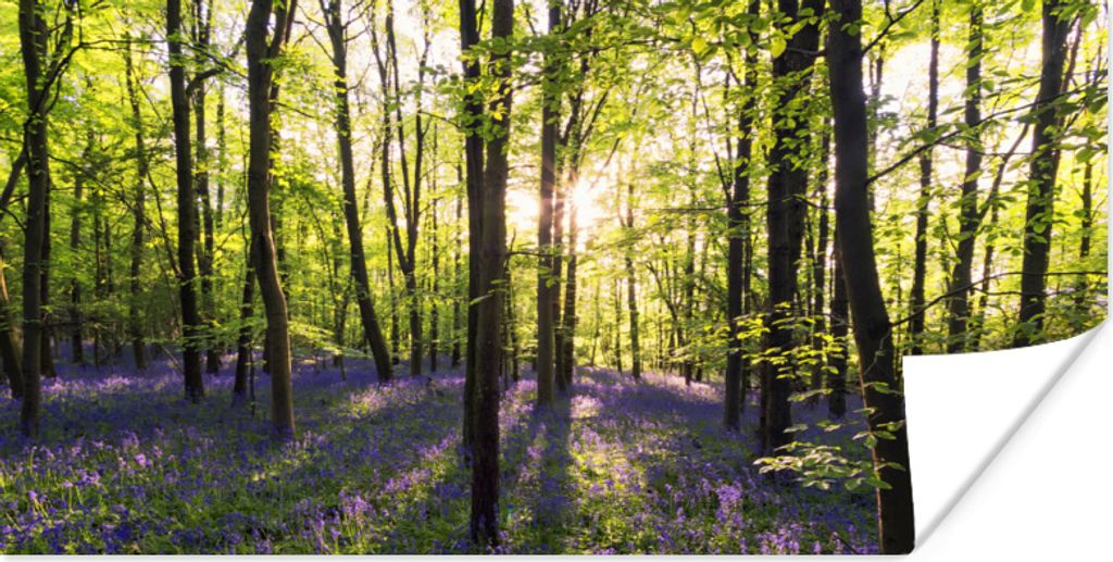 MuchoWow Poster Wald - Blumen - Lavendel 150x75 cm - ohne Rahmen