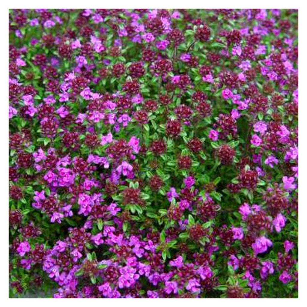 6 x Thymian 'Creeping Red' - Thymus Praecox Topf 9x9cm: Kriechender Bodendecker in intensivem Rot