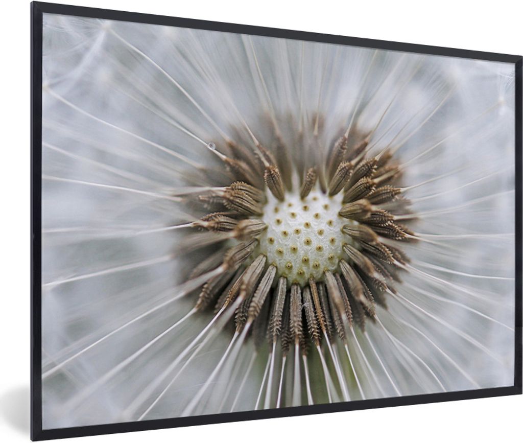 MuchoWow Gerahmtes Poster Löwenzahn, dem ein paar Samen fehlen 30x20 cm - Poster mit Schwarzem Bilderrahmen Wandposter Rahmen Foto Bilder - Kuns...