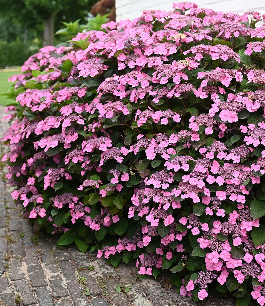 BALDUR Garten 1x Hortensie 'Pink Lace', Pflanze im 13 Produktbild 